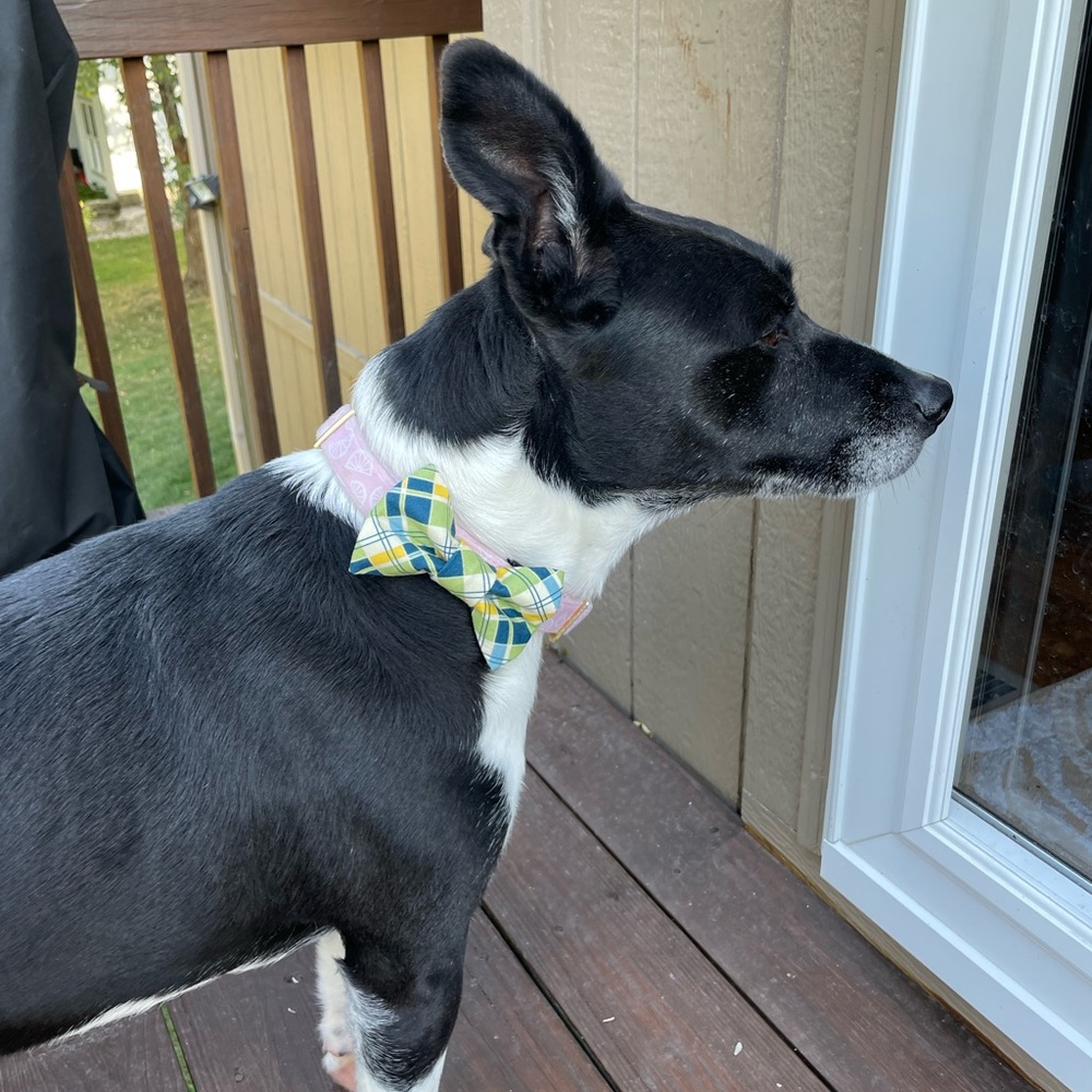 Dog/Cat Bow Tie Plaid Yellow/Blue/Green Velcro - Picture 2 of 7